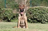 MALINOIS 474